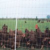Kippennet 105cm 50m enkele pen - Afbeelding 3