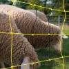 Schapennet Turbomax VERTIKAAL 90 cm dubbele pen 50m - Afbeelding 9
