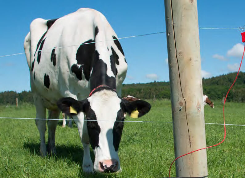 Markeer Impressionisme Bestaan Horizont afrastering voor dieren - Horizont Afrastering