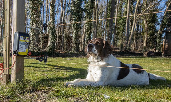 Een hond achter een afrastering met een Horizont schrikdraad apparaat